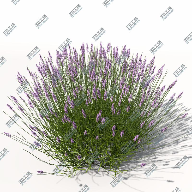 images/goods_img/202104092/XfrogPlants Lavender/4.jpg